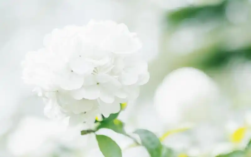 简单小清新唯美高清图片桌面壁纸