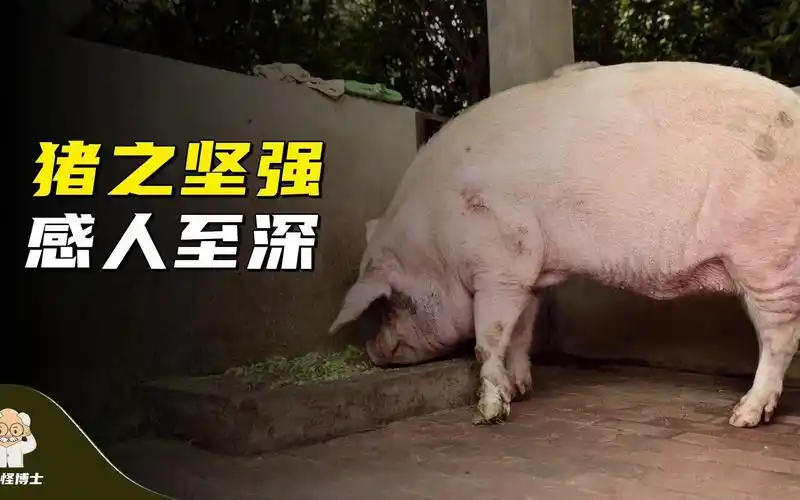 被埋36天奇迹生还,体重降了100多公斤,猪坚强的故事感动所有人