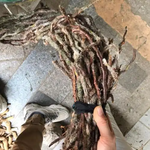 中草药白毛蛇上树蛇白毛伸筋毛石蚕石祈蛇白毛骨碎补干品500g