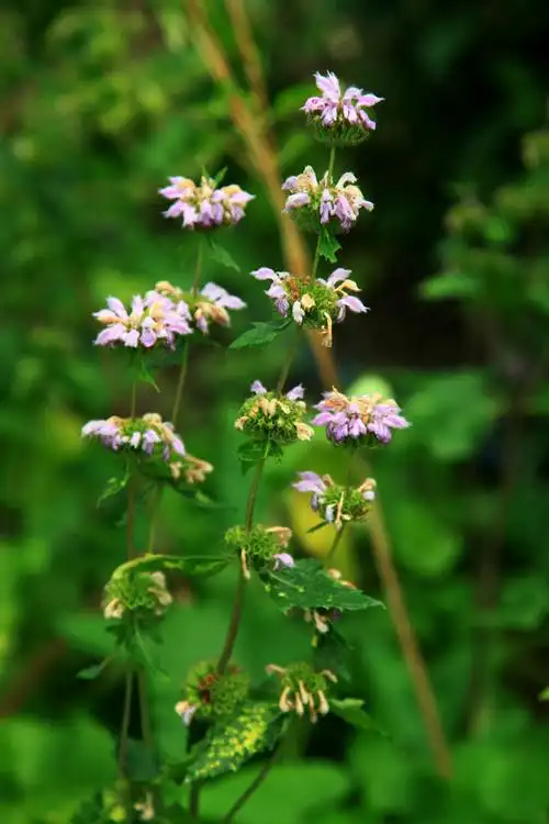 柯罗红薄荷唇形科美国薄荷属,花呈红色,其余特征同上.81.