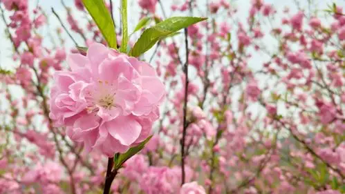 第17届三峡枝江桃花艺术节,秦家塝村向您报道,桃园绽放的桃花,已盛开