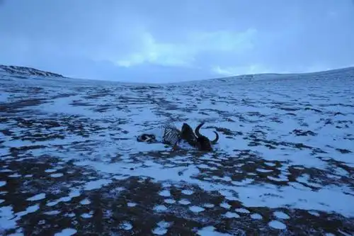 冬季的"无人区"非常恐怖,动物因为找不到食物,而会互相厮杀充饥.