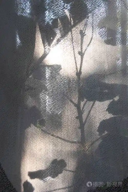 窗帘上的花朵的影子