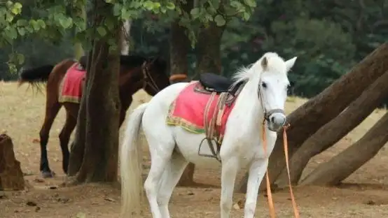 西游记里的那匹白龙马后来怎么样了知道结局后令人心酸