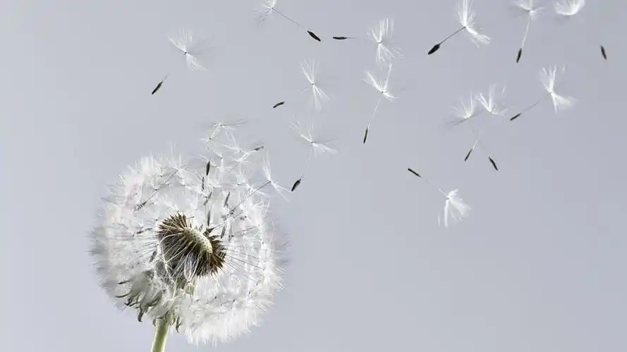 2024年抖音最火背景图片