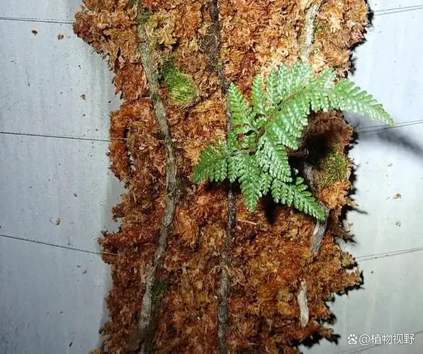 人称"白毛蛇",生于岩壁或树干上,3大作用,农民朋友要了解!