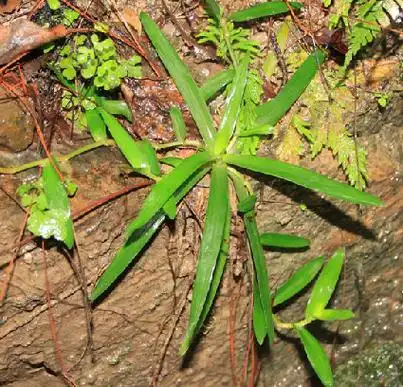 p>牛轭草,中药名.