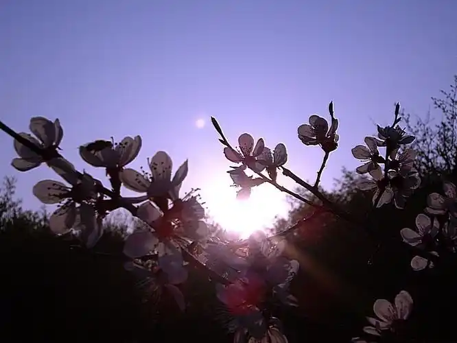 【图片12】五一献礼--梅花与太阳--蜂鸟论坛照片套图