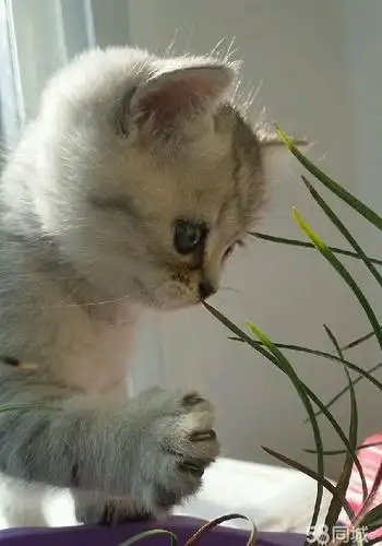 (转让)两只会撒娇的猫咪,还不赶快领回家