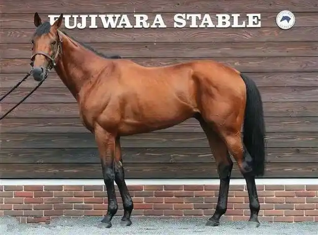 马业协会纯血马登记管理委员会登记为种公马,并且是中国马主联盟首