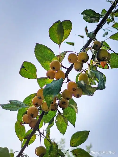 海棠果因其果小核大,能吃的果肉不多,再加上口感有点酸涩,没什么人