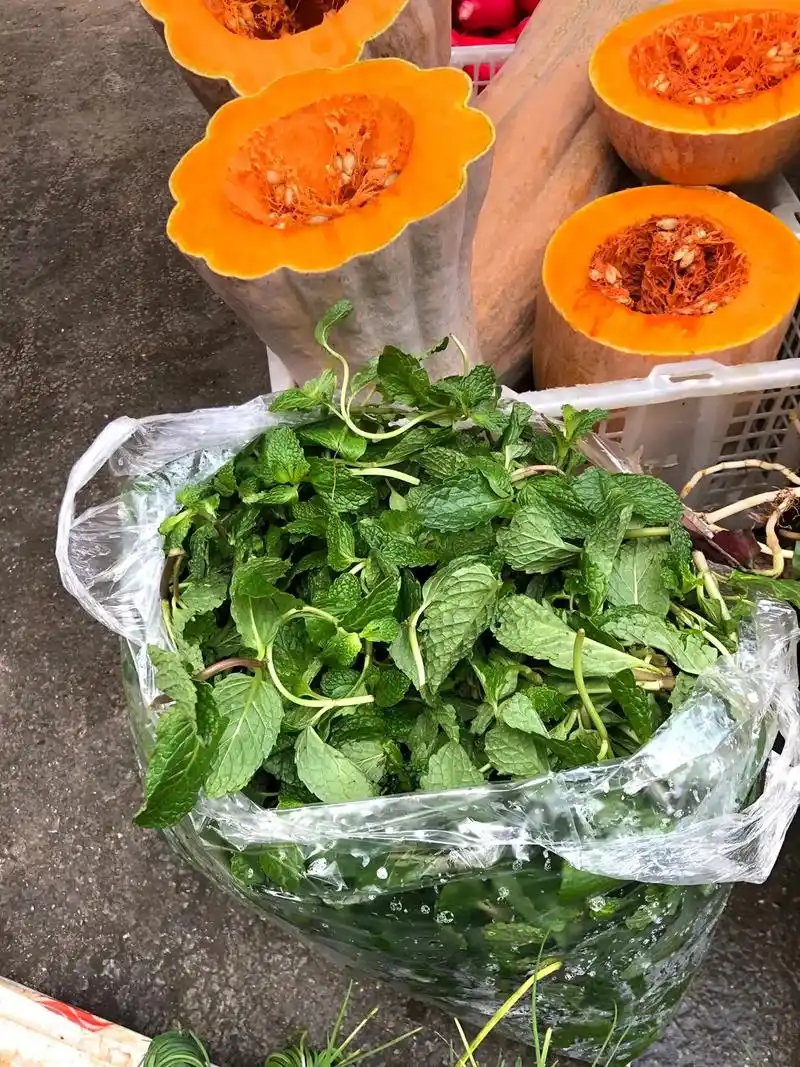 野生薄荷何首乌叶野生草药和程家窖