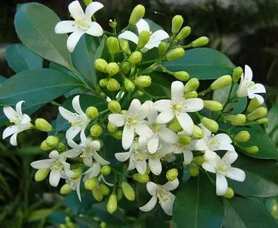 九里香七里香多年生植物四季常绿木本植物去驱蚊除甲醛