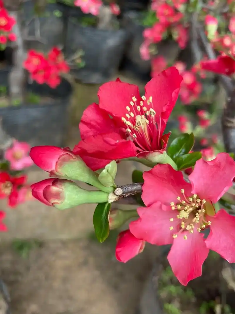 木瓜西府海棠,开花结果,颜色艳丽,叶片深绿 - 抖音