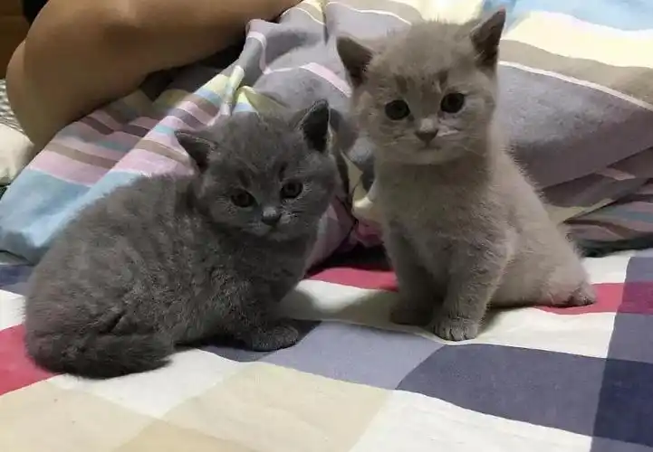 英短和美短的区别,英短蓝猫的优缺点