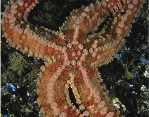 海洋底栖生物海洋底部的精彩生物