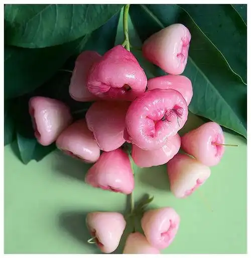 立夏以后除了常见的水果这些奇特的水果一年不到一月赏味期