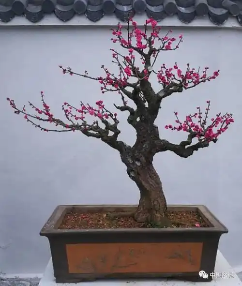 封后腊梅盆栽带花苞梅花老桩树苗红梅盆景花卉四季耐寒植物室内外花苗