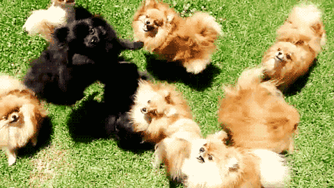 动物二哈搞笑呆萌gif动图_动态图_表情包下载_soogif