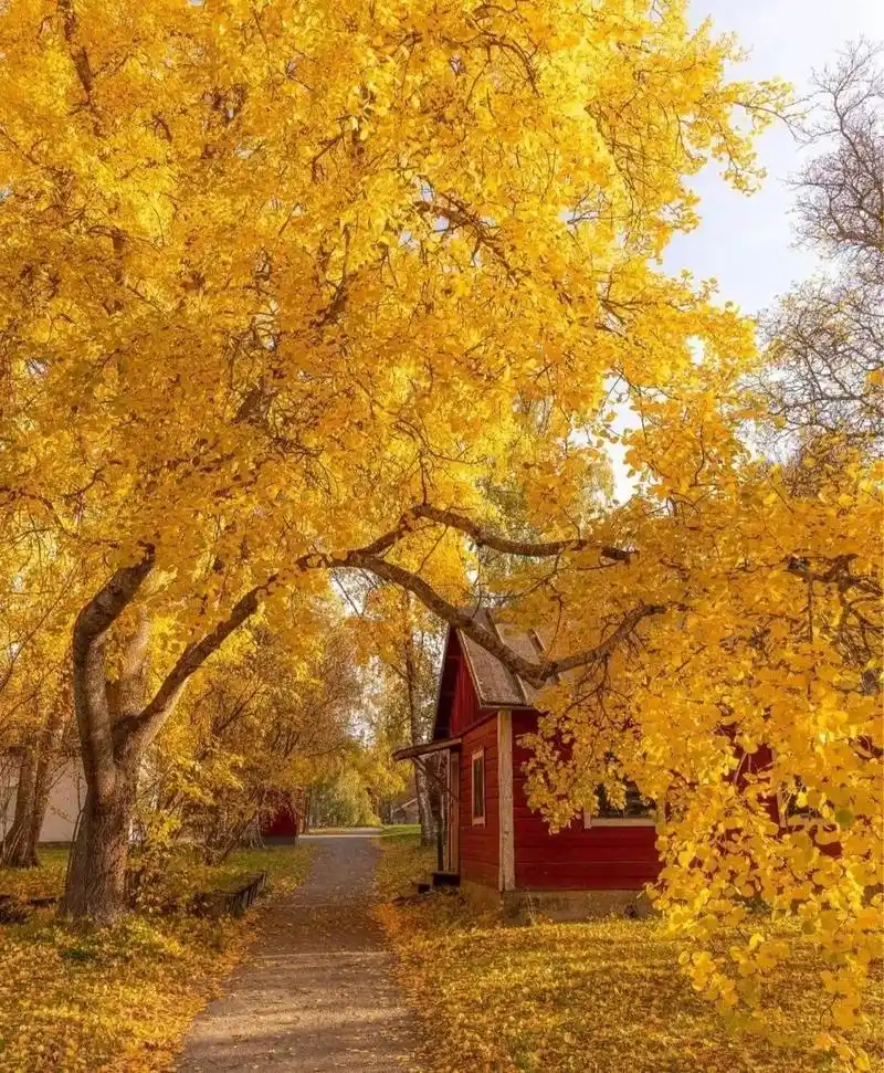 这些摄影师拍的唯美秋叶,美醉了一整个秋季!