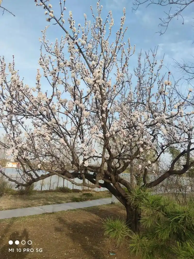 又一个被错过的春天,感谢朋友发来的照片,有我最喜欢的杏花,尤 - 抖音