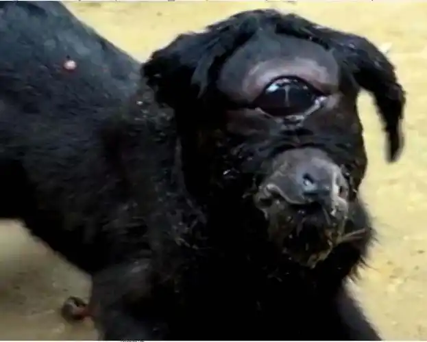 印度独眼山羊脸像外星人一样,只有一只眼睛和一只耳朵的山羊