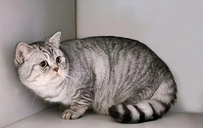 英国短毛猫常见的7种毛色,你家养的是哪种?