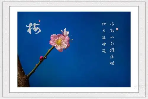 梅花品格高尚,铁骨铮铮.