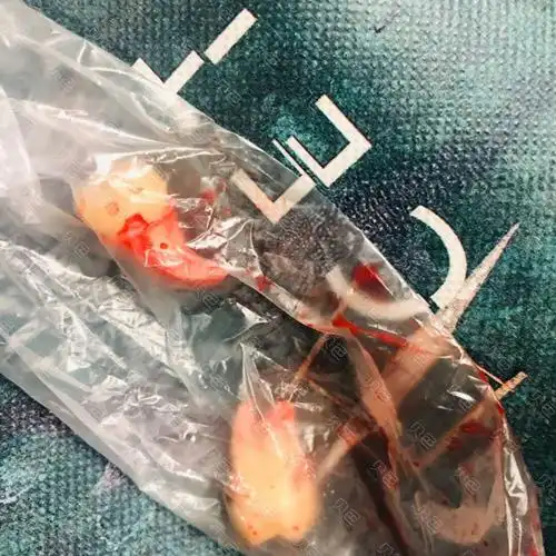拔掉的牙齿