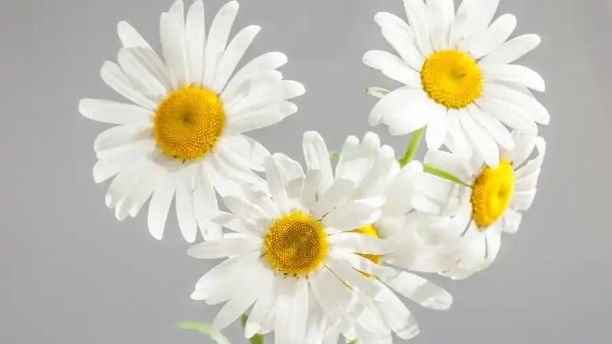 小雏菊ins高清电脑壁纸- 小雏菊动态壁纸,mac电脑壁纸下载,风景壁纸ma