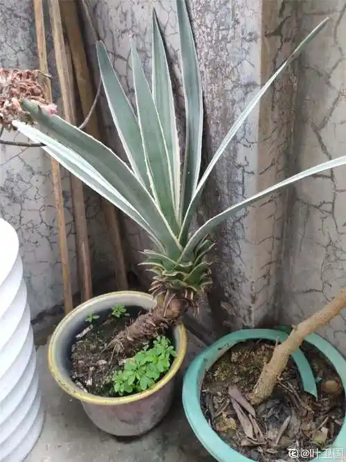 金边龙舌兰的功效与作用