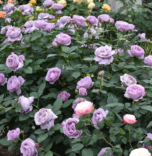 蓝色风暴趣味容易月季楼顶花卉庭院云南欧月耐热