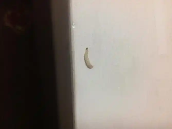 我房间每到夏秋就会有种乳白色的小虫,有点像毛毛虫,没有毛 重点:叫