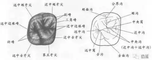 干货丨牙医技师必收藏:滴蜡法塑形技术
