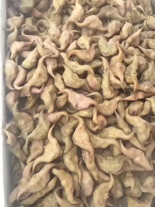 三垟黄菱已采摘