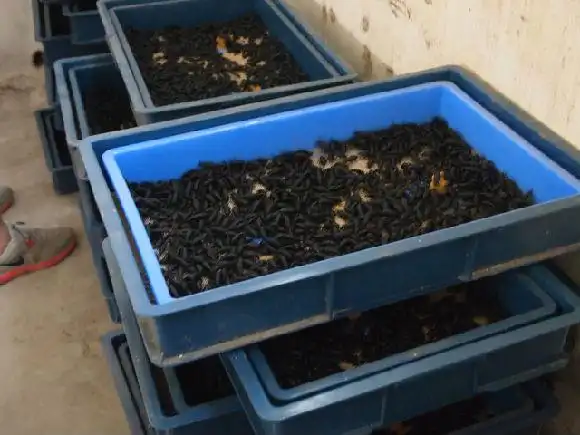 广东大麦虫 农村小本创业致富项目养殖大麦虫