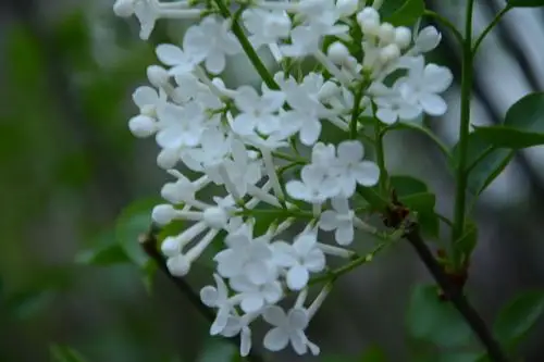 丁香花开的季节!