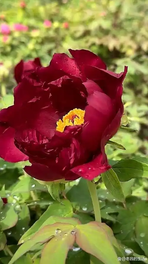 各地游客纷至沓来参加著名的洛阳牡丹文化节,这里的牡丹品种丰富,有上