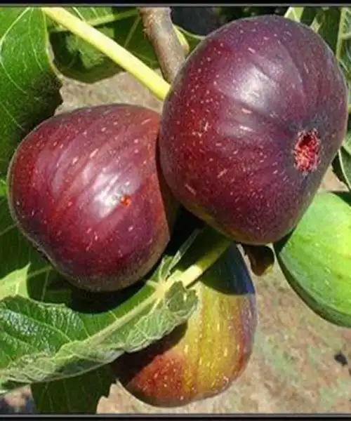 优质无花果苗品种有保障