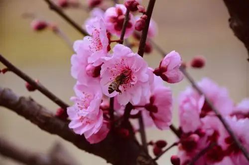 《美人梅,是今年最后开花的品种》【原创拍摄】