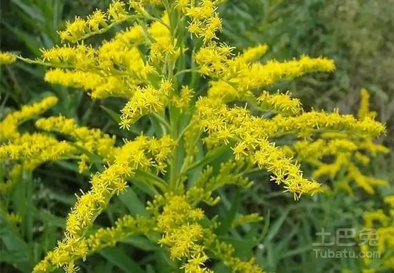 黄莺花图片观赏以及简单介绍