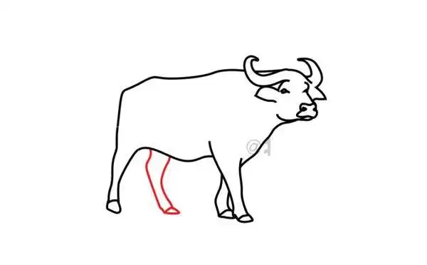 水牛简笔画步骤图片大全