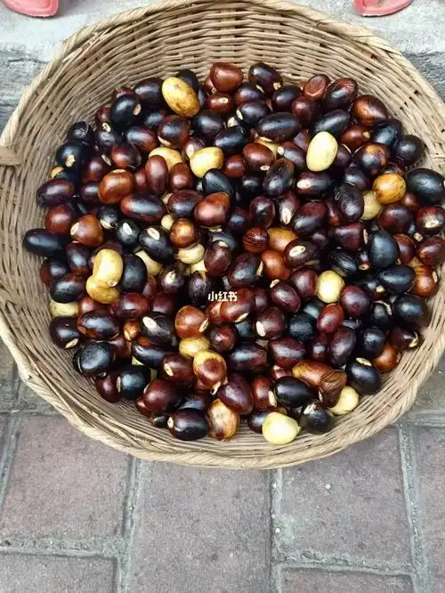 见黄白色种仁的凤眼果肉出售,这些剥了种皮的凤眼果的功效表现能与