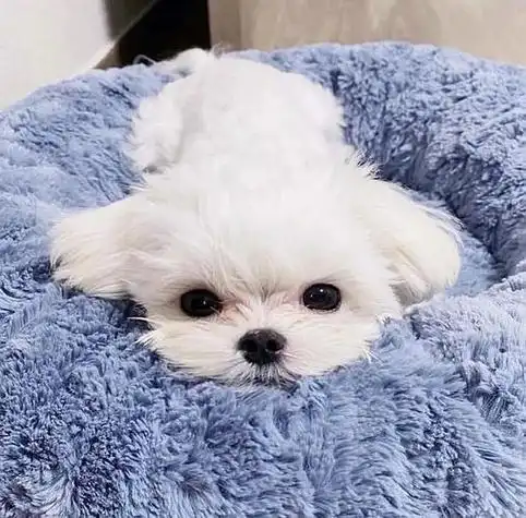 猫狗适合用微信头像的狗狗图片可爱的狗头像图片头像狗狗可爱蠢萌清新