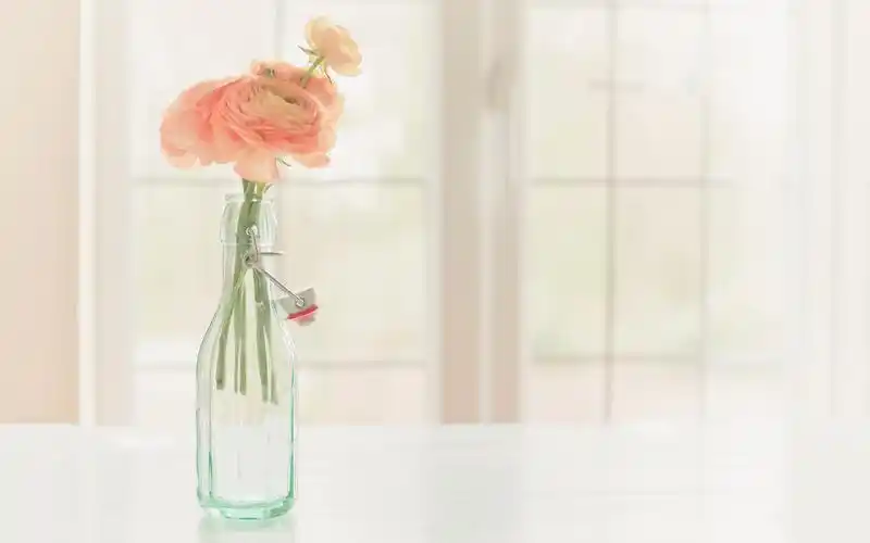 花瓶,窗边,文艺,唯美,意境,安静,填满未来的流年,jojocooper花朵壁纸