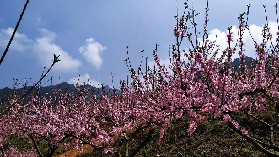 十里桃花漫山开