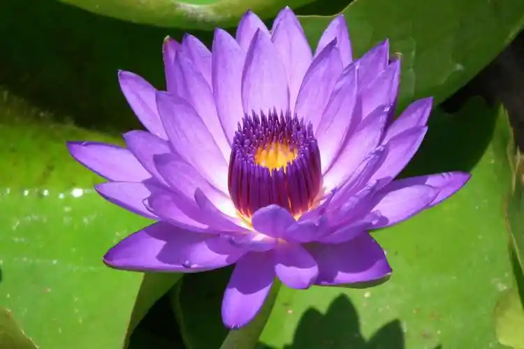 台湾九品香水莲花13606986192的美篇