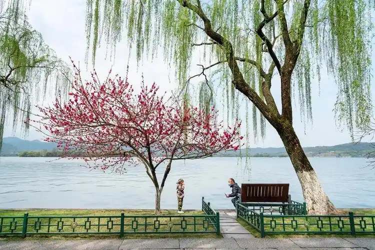 杭州西湖景区,柳浪闻莺"桃红柳绿" 沿湖桃花陆续进入花期!