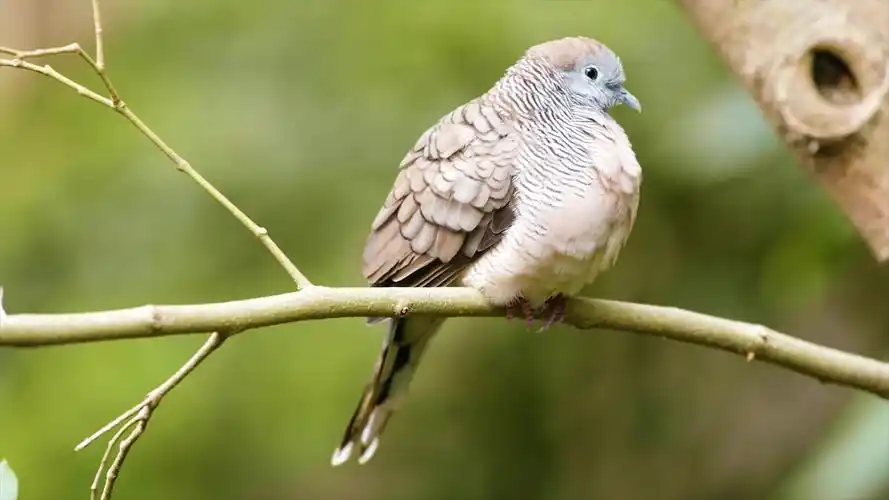 精选鸟类系列8k电视高清60fps超高清