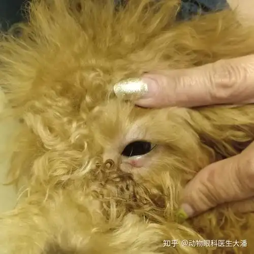 请问狗狗眼角凸起的包包是患了狗睑板腺炎吗?有什么方法可以治疗?